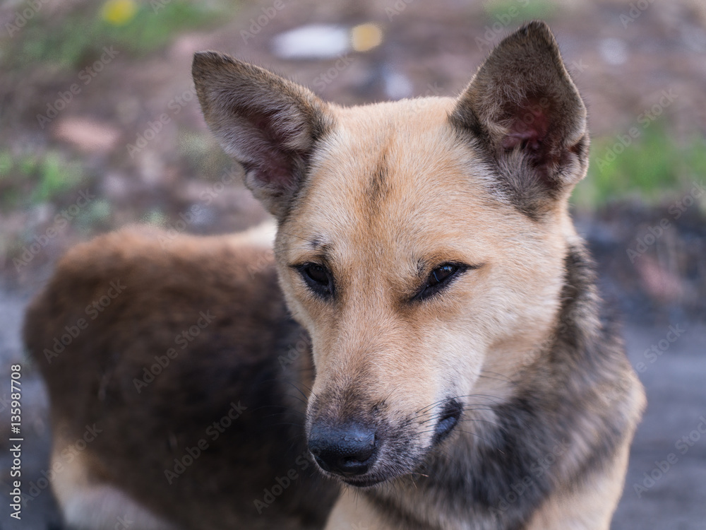 Brown Stray Dog Lie