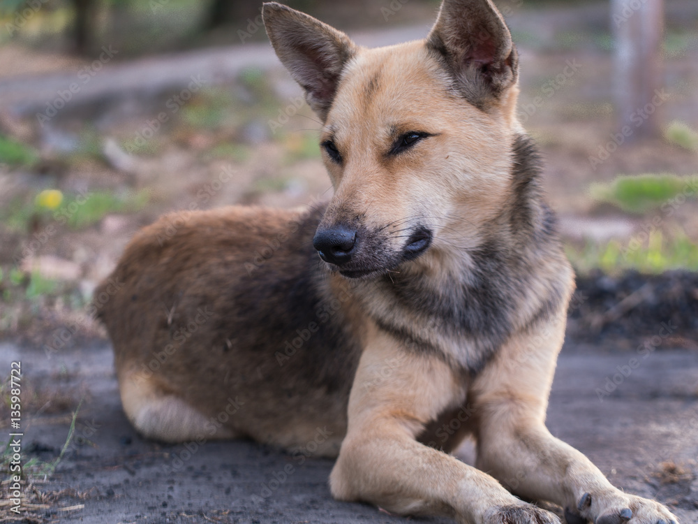 Brown Stray Dog Lie Brown Stray Dog Lie
