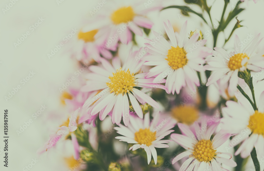 Fototapeta premium beautiful flowers background for your design with the selective