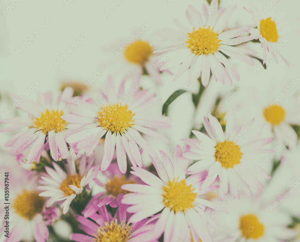 Obraz premium beautiful flowers background for your design with the selective
