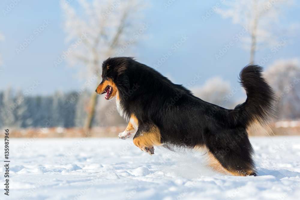 dog is jumping in the snow