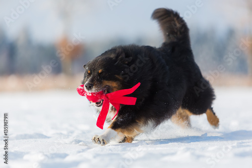 dog with a toy in the snout in the snow