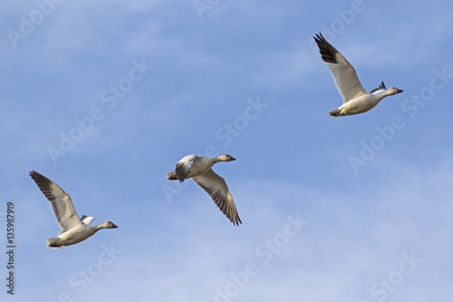 Birds snow geese flock flying at teh Salton Sea nature preserve in the California desert