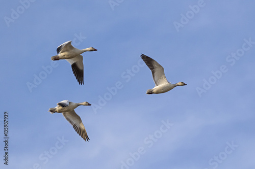 Birds flock of snow geese flying at the Salton Sea in the California desert