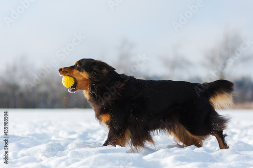 dog with a ball in the snout in the snow