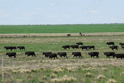 Ganado Angus en Guamini, Provincia de Buenos Aires photo