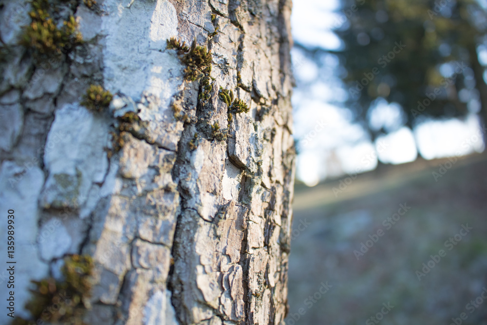 Fototapeta premium Kora