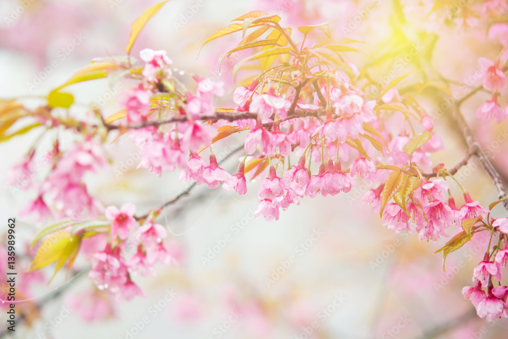 Abstract soft pink spring background of Thai sakura in Chiangmai