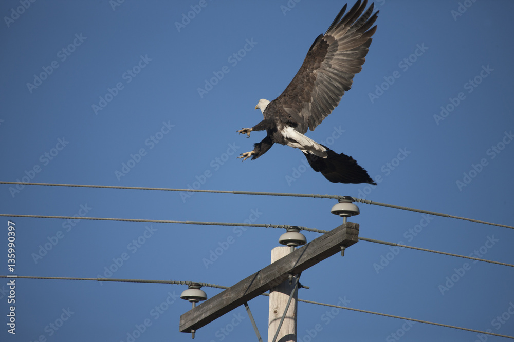 Bald Eagle in Flight Bald Eagle in Flight
