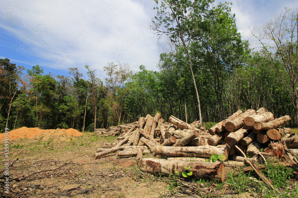 Deforestation, logging, environmental damage Deforestation, logging, environmental damage