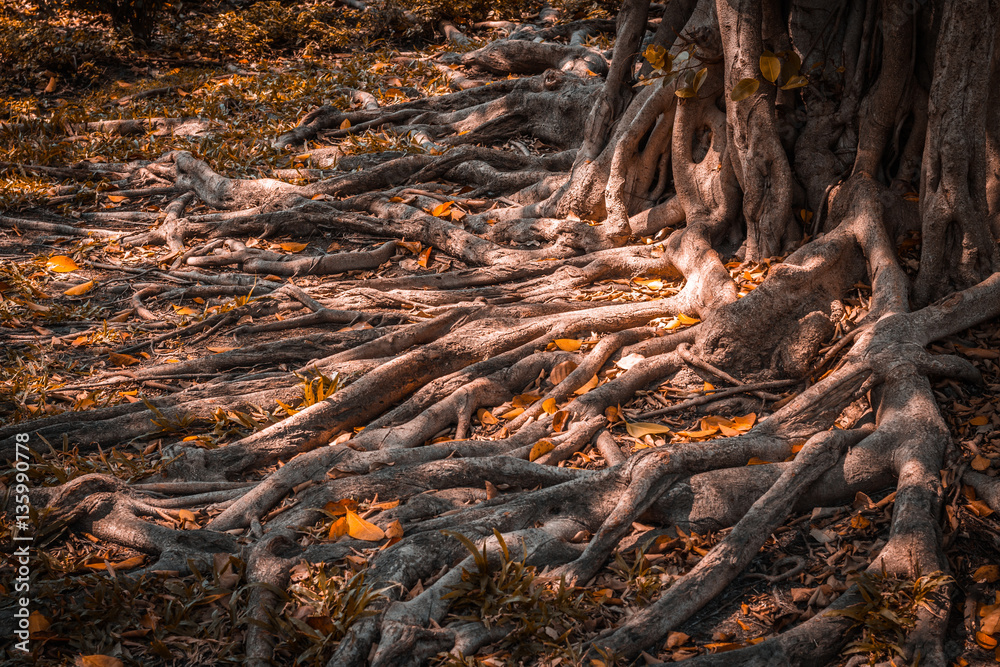 Tree Roots in a park.