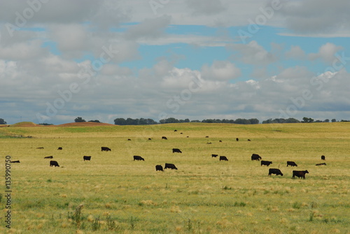 Angus negro en la pampa humeda.