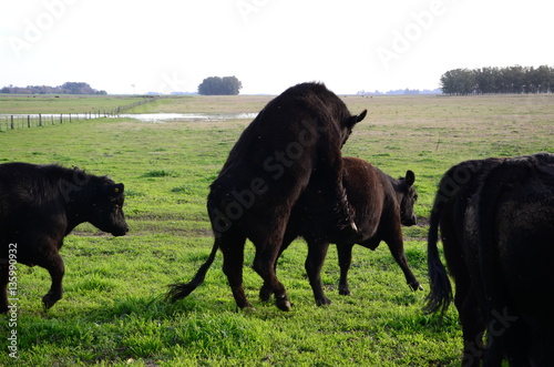 Angus negro en la pampa humeda. photo