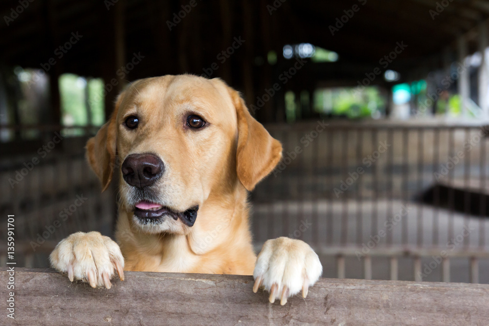 Brown dog stood and wait over the cage Brown dog stood and wait over the cage