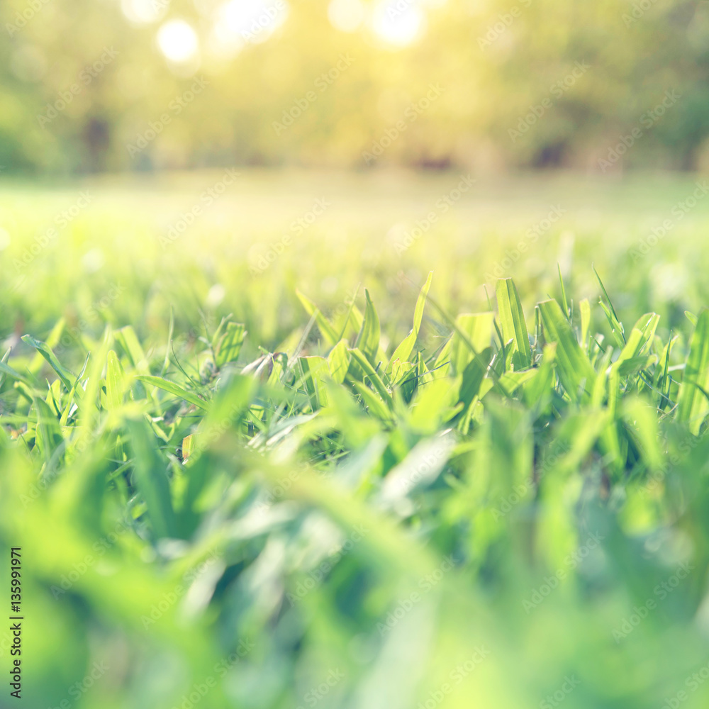 Spring and summer background concept, Close up green grass field with blurred park background and sunlight. Spring and summer background concept, Close up green grass field with blurred park background and sunlight.