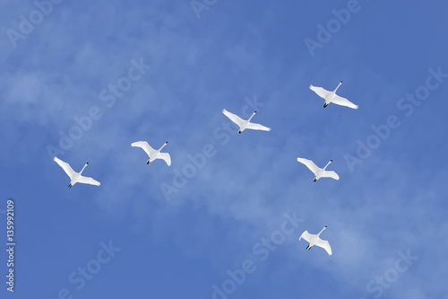 Migrating Tundra Swans Fly in Formation