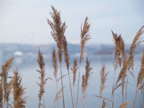 湖畔の葦 冬景色