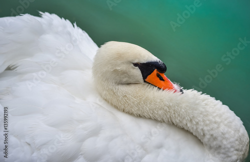 Portrait, close up of graceful white Mute swan (Cygnus olor) in morning as he swims about in a nearby woodland pond. 