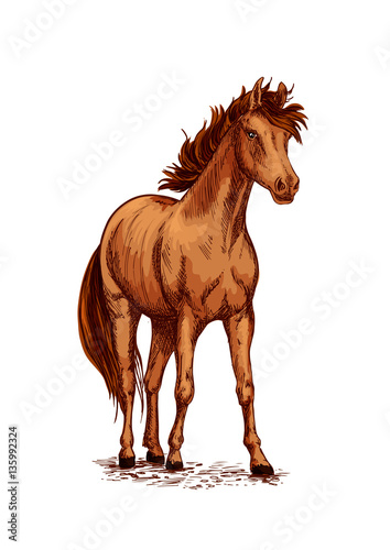Horse brown foal or stud vector sketch for racing