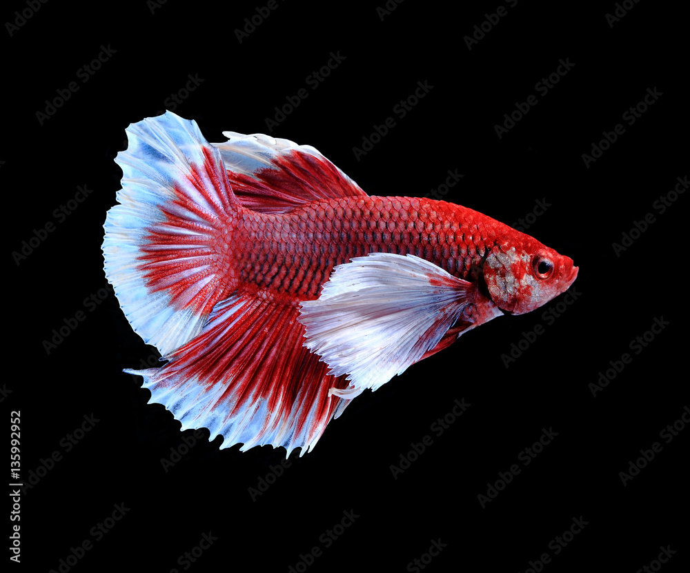 Red siamese fighting fish, betta fish isolated on black backgrou Red siamese fighting fish, betta fish isolated on black backgrou