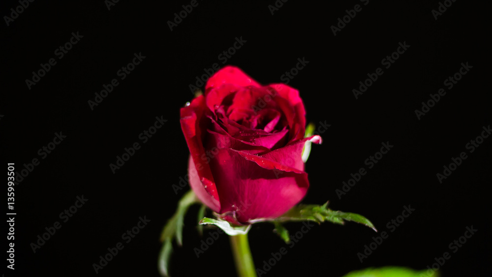 Red rose isolated white,.In the dark days of love,copy Space Red rose isolated white,.In the dark days of love,copy Space