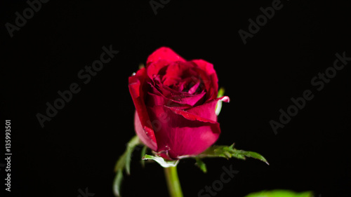 Red rose isolated white .In the dark days of love copy Space