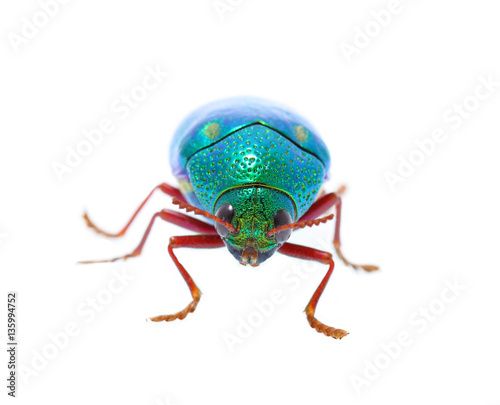 Beautiful Jewel Beetle or Metallic Wood-boring (Buprestid) top v