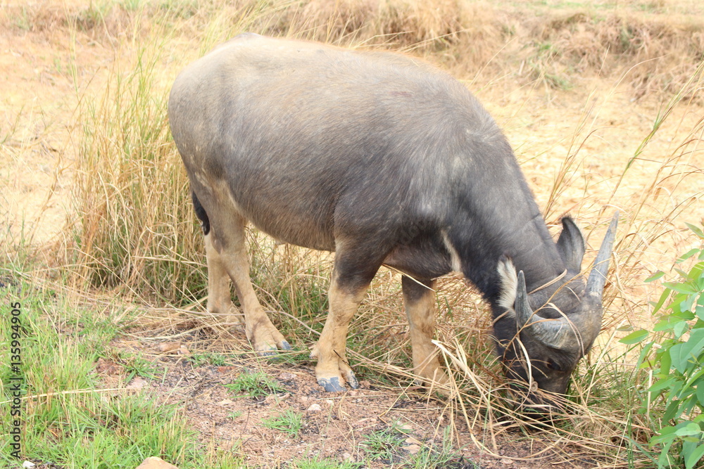 Buffalo feeding natural foods Buffalo feeding natural foods