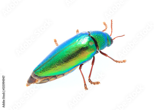 Beautiful Jewel Beetle or Metallic Wood-boring (Buprestid) top v © alexzeer