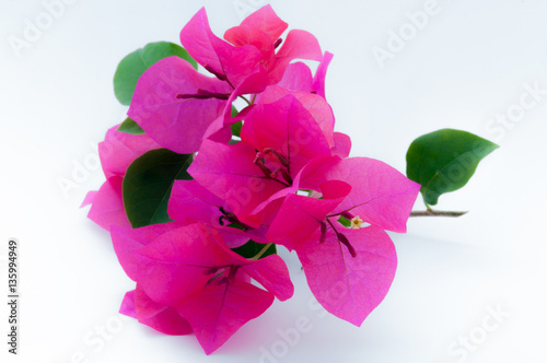 Bougainvillea on white background