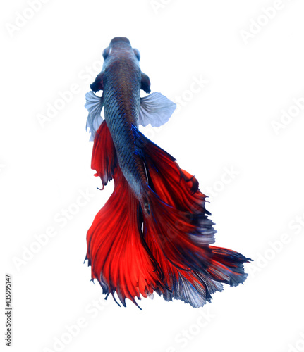 Red and blue siamese fighting fish halfmoon , betta fish isolated on white background.