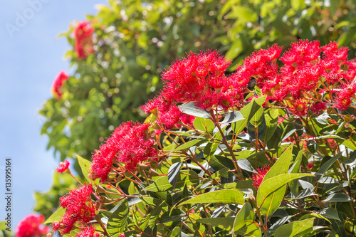 Fototapeta Naklejka Na Ścianę i Meble -  red eucalyptus tree flowers in bloom