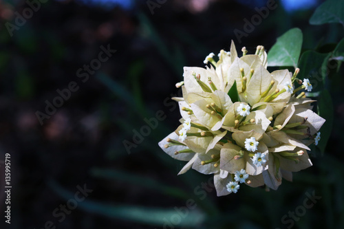 Beautiful white Bougaville flower