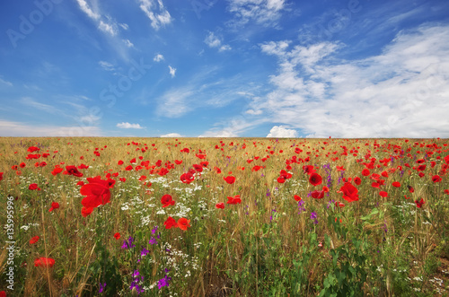 Meadow of wheat and poppy.