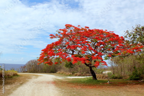 Wall Mural Flame tree in full bloom