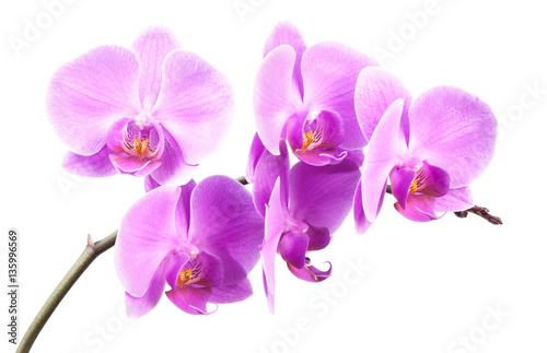 Fototapeta Naklejka Na Ścianę i Meble -  pink streaked orchid