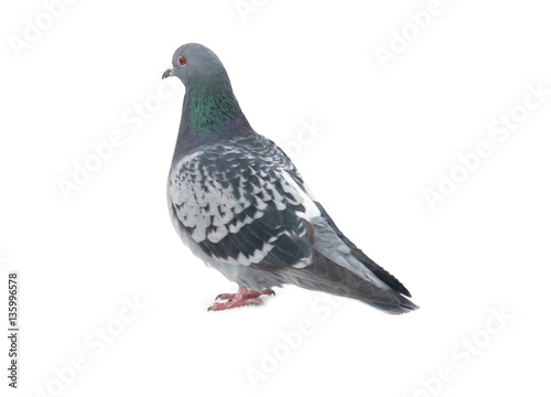 wild pigeon
