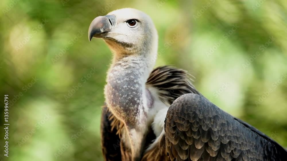 The glance of the vulture The glance of the vulture
