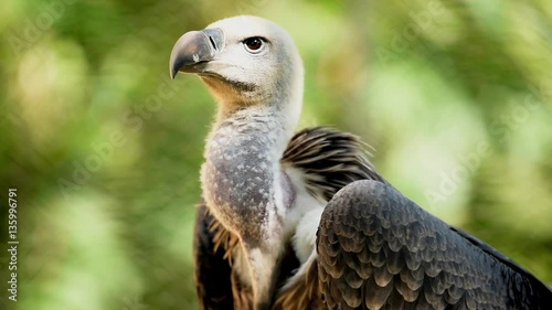 The glance of the vulture