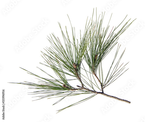 Pine branch isolated on white background