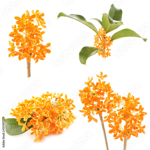 flowers of Osmanthus on a white background photo