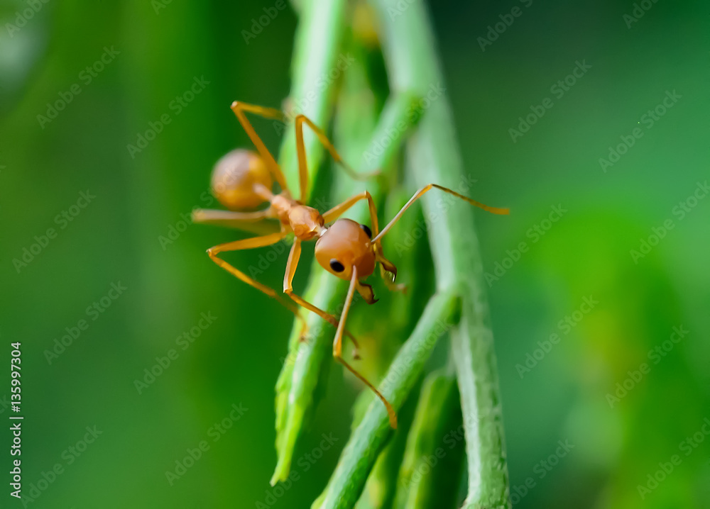 red ant red ant