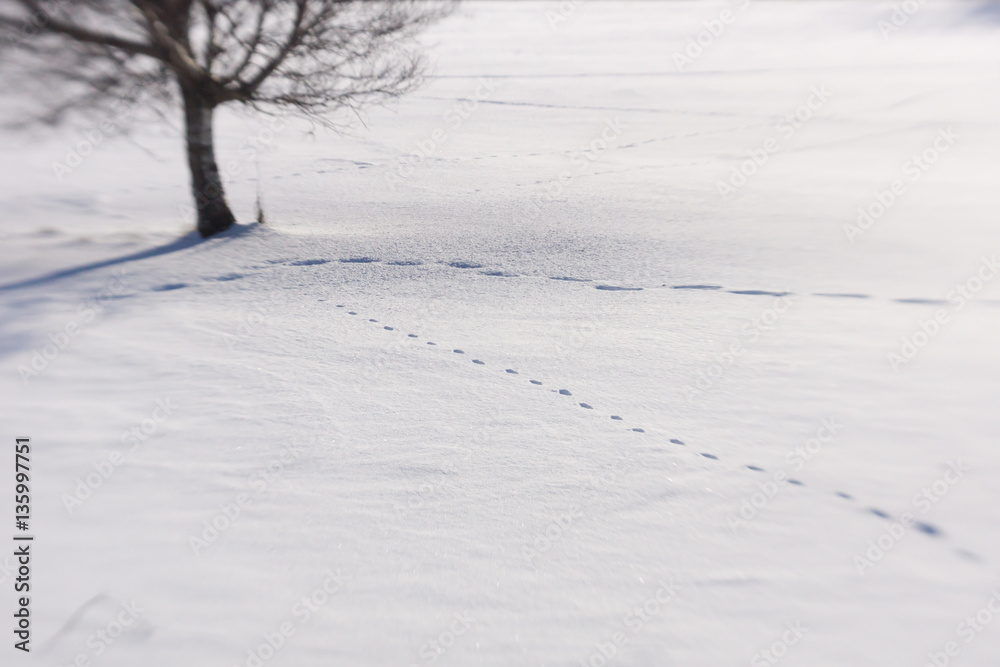 Winterladnschaft Winterladnschaft