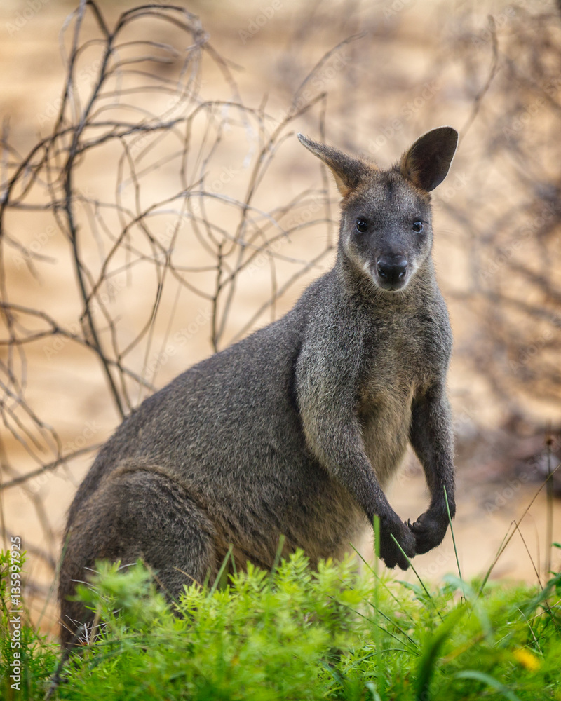 Naklejka premium swamp wallaby