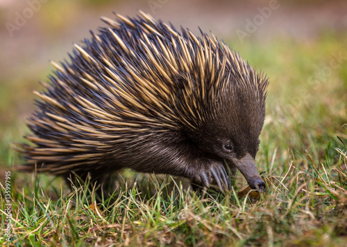 A short-beaked echidna (Tachyglossus aculeatus) walking on the g photo