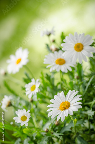 Green grass and chamomiles in the nature © Pavel Timofeev