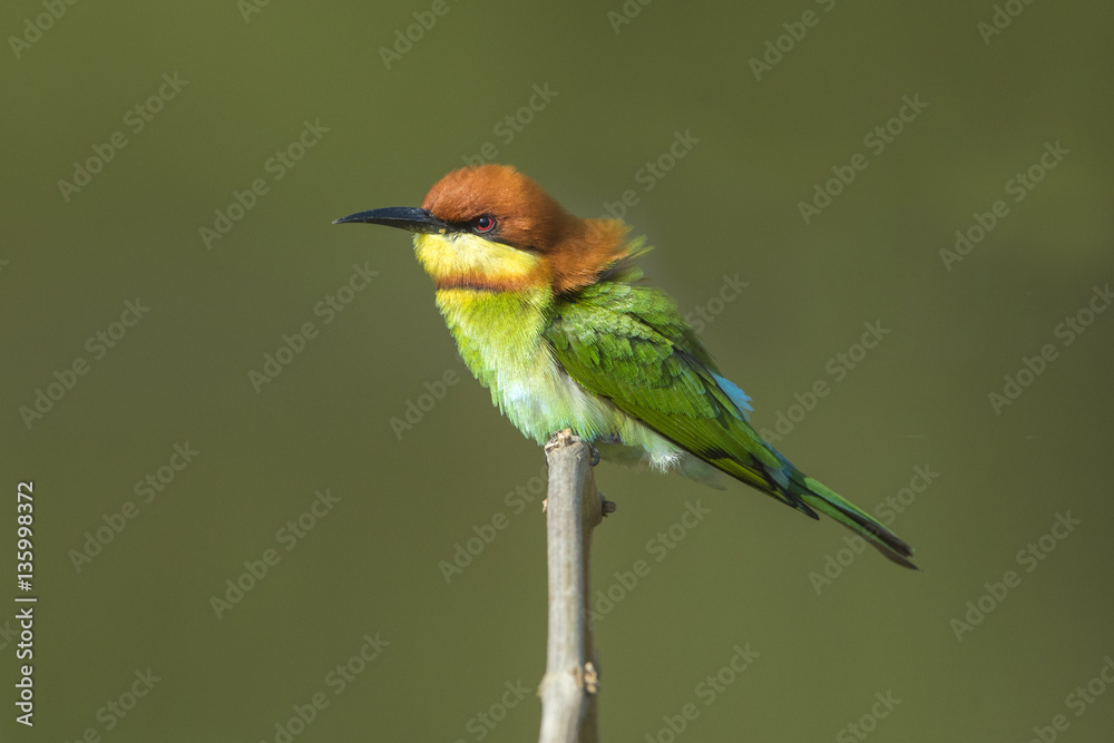 Obraz premium Beautiful bird , Chestnut-headed Bee-eater