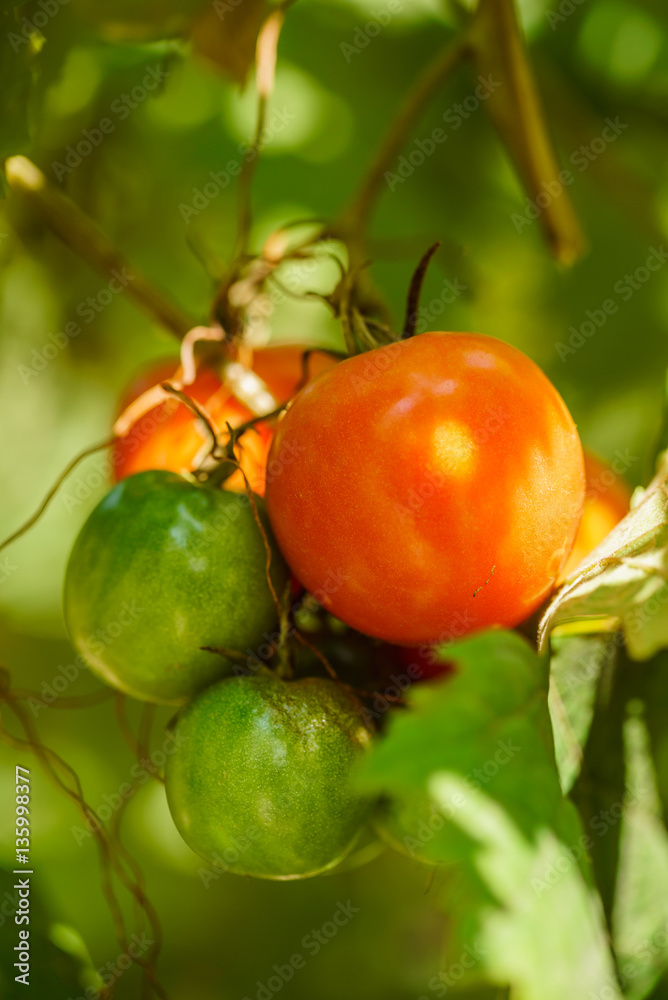 tomatoes in the garden