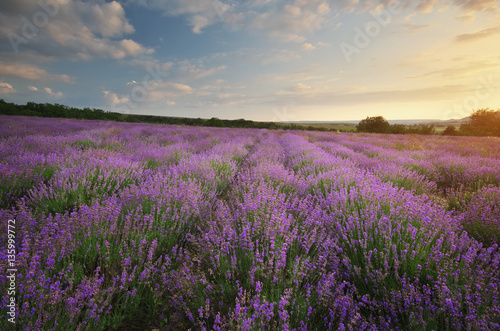 Meadow of lavender.