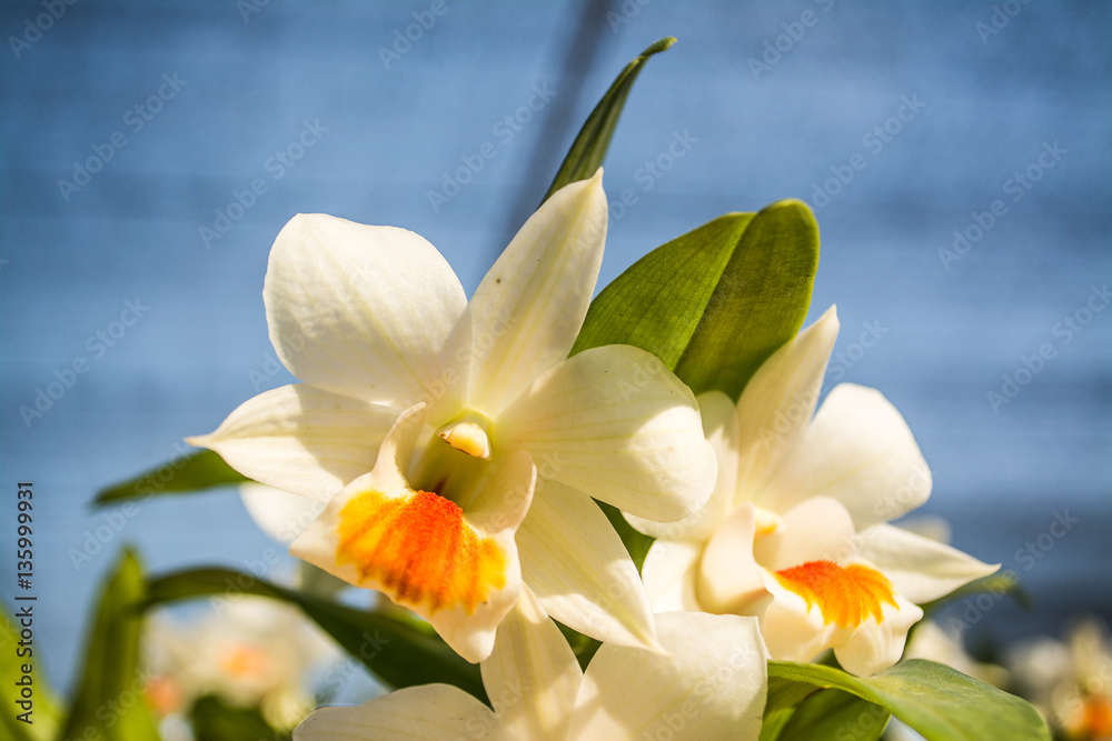 Obraz premium Orchid park is the beautiful orchids set in a delightful natural environment.